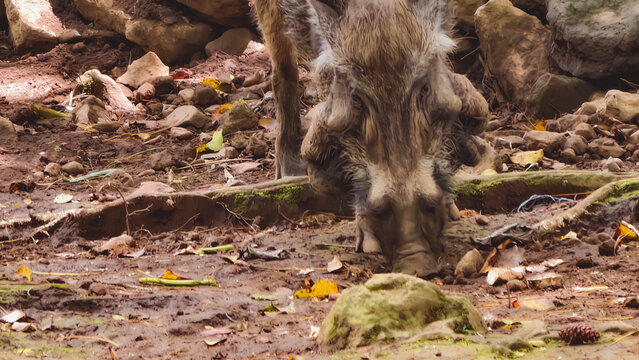 Wild Boar Foraging for Food on the Forest Floor in Natural Habitat