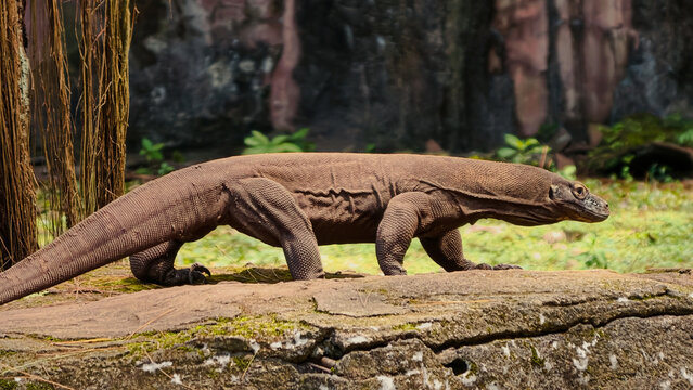 Majestic Komodo Dragon in its Natural Habitat, A Large Reptilian Predator with Powerful Build