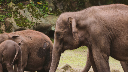 Fototapeta premium A herd of elephants, including adults and young, walk together in a natural, green, and rocky environment