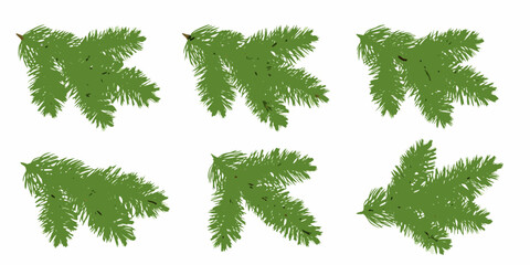 Green pine and fir tree branches a collection of coniferous evergreen foliage on a white background © Apurba