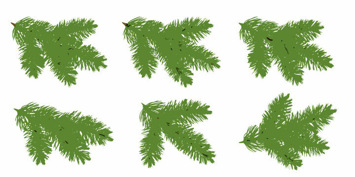 Green pine and fir tree branches a collection of coniferous evergreen foliage on a white background