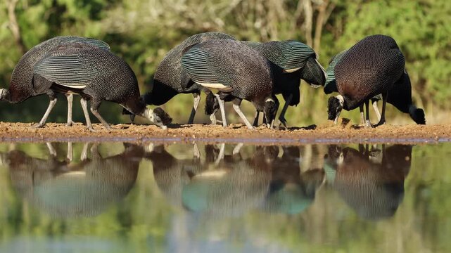 Southern crested guineafowls (Guttera edouardi) feeding in natural habitat with reflection in water, South Africa