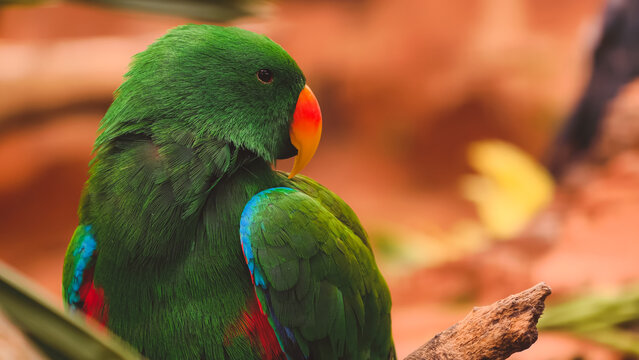 Stunning Male Eclectus Parrot With Vibrant Green Plumage and Bright Orange Beak Perched in a Tropical Habitat