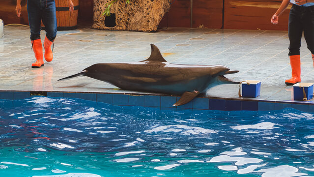Dolphin Performing Tricks During an Educational Marine Mammal Show at a Water Park Pool