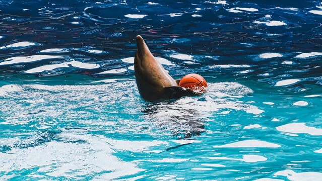 A playful dolphin swimming and playing with an orange ball in a blue water pool