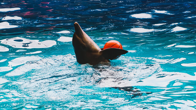 Dolphin Performing Tricks in Water with Ball on Nose - Captivating Aquatic Show Display