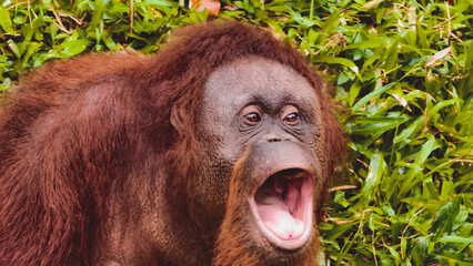 Cute Orangutan with Mouth Wide Open Yawning in a Lush Green Grassy Jungle Environment © Prime