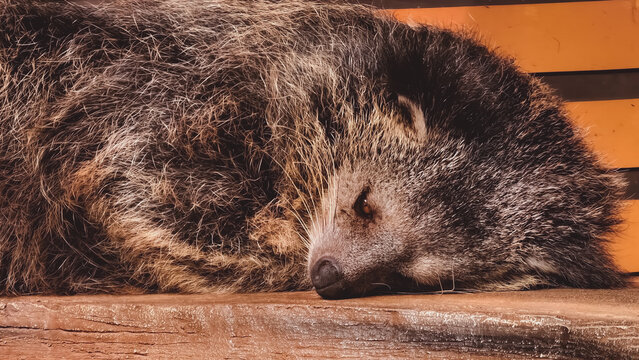 A Close-Up View of a Sleeping Binturong in Warm Lighting