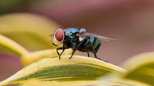 Macro shot of a blue bottle fly resting on a striped yellow and green leaf in a natural garden environment