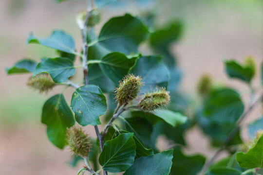 The ripening beechnuts of the European beech