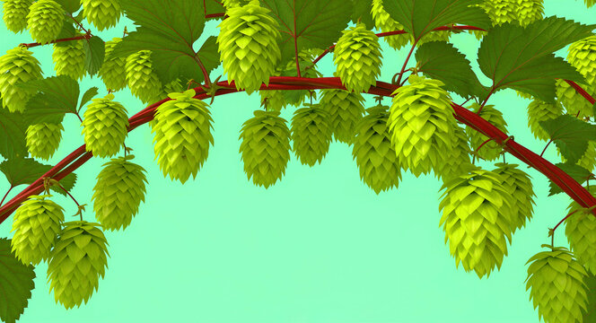 Fresh green hop cones hanging from a vine against a solid background. Vibrant botanical detail of Humulus lupulus used in brewing. Beer ingredient concept for craft brewery marketing.
