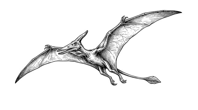 Hand drawn vintage engraving style vector illustration of a flying pterodactyl. Black and white prehistoric flying dinosaur sketch