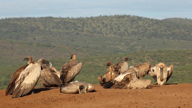 A group of white-backed vultures (Gyps africanus) resting on the ground in natural habitat, South Africa