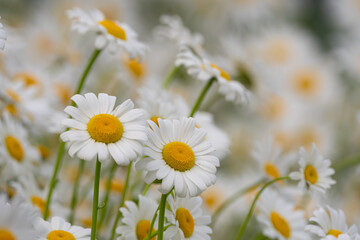 Daisies blooming on a summer meadow © Marko