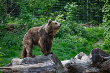 Fototapeta premium A brown bear looks upwards