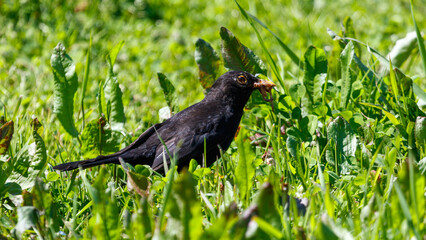 Blackbird hunting in tall grass © schankz