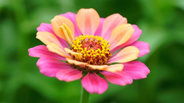 Close-up of colorful flowers and pink zinnias