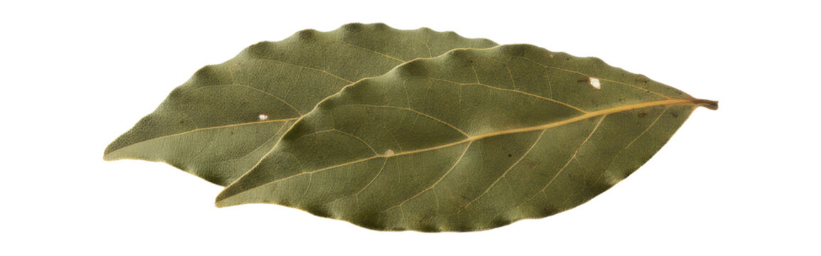 Two dried bay leaves, olive green, curled edges, and brittle texture, isolated on a transparent background with soft shadow and copy space, culinary ingredient concept
