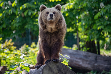 Obraz premium brown bear standing on tree log in forest wilderness