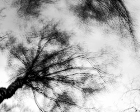 photography with abstract and airy composition, resembling tree crowns viewed from the bottom up, wind imitation,