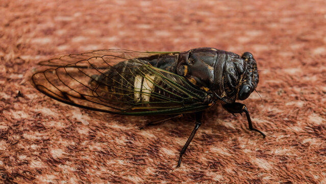 Macro View of a Black Cicada Resting on a Textured Surface Detailing Its Intricate Wing Veins and Dark Exoskeleton