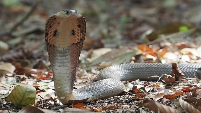 Cobra deadly serpent living on a dry leaf in the forestin nature