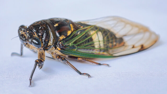 Detailed Macro Photography of a Cicada Insect with Transparent Wings Isolated on a Clean White Background for Nature Studies