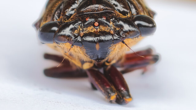 Extreme Close-up Portrait of a Cicada Insect Head Featuring Detailed Compound Eyes and Textured Body Surface Against a Bright White Background