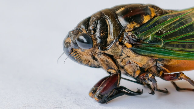 Extreme Close-Up of a Cicada with Detailed Features and Translucent Wings on a White Background