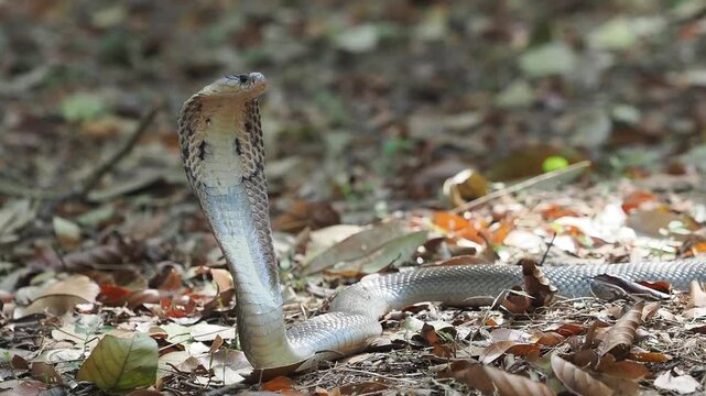 Cobra deadly serpent living on a dry leaf in the forestin nature