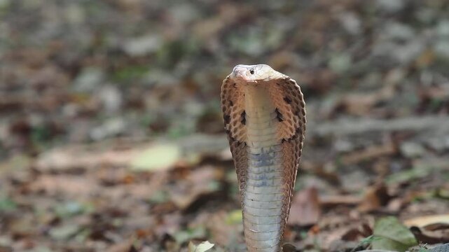 Cobra deadly serpent living on a dry leaf in the forestin nature
