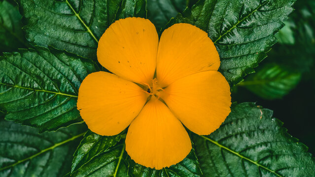 Close-up View of a Vibrant Yellow Alder Flower Blooming Amidst Lush Green Foliage in Nature