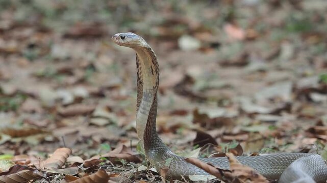 Cobra deadly serpent living on a dry leaf in the forestin nature