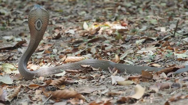 Cobra deadly serpent living on a dry leaf in the forestin nature