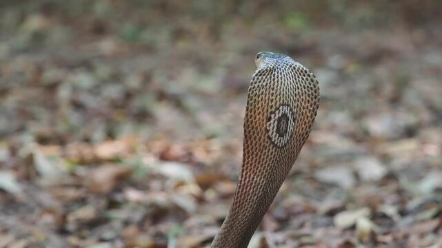 Cobra deadly serpent living on a dry leaf in the forestin nature