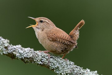 Obraz premium The Brown Wren Singing on a Lichen Covered Branch in Nature