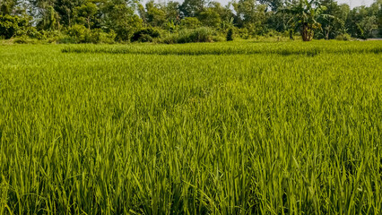 Fototapeta premium Lush green rice paddy field in a rural agricultural landscape