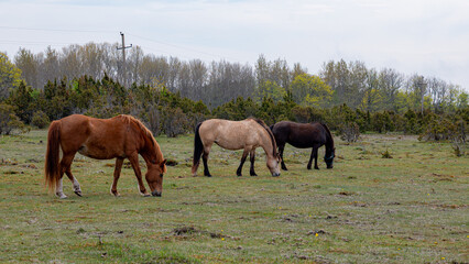 Fototapeta premium spring landscape with herd of horses, horses eating grass in meadow,
