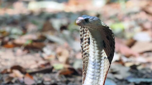 Cobra deadly serpent living on a dry leaf in the forestin nature