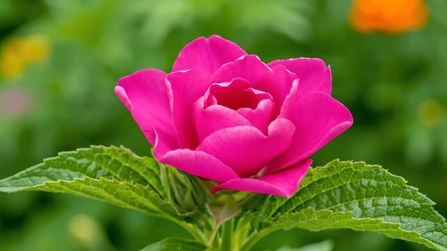 Close-up of pink flowers and plants, the pink flower blooming process