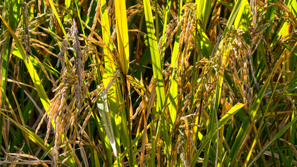 Obraz premium Golden rice stalks ripening in a lush agricultural field during harvest season under bright natural sunlight