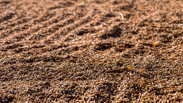 A close-up of countless brown grains of rice, forming a textured surface with a subtle wave pattern, evokes images of natural harvest and agricultural abundance.