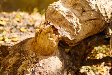 Beaver gnaw marks in natural habitat © AlexGo