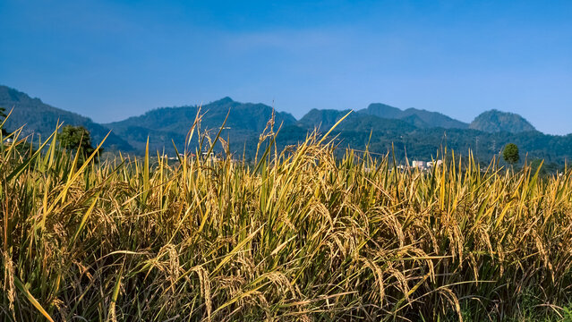 Golden Rice Paddy Field Landscape Under a Clear Blue Sky with Distant Mountain Ranges and Lush Tropical Scenery in Southeast Asia