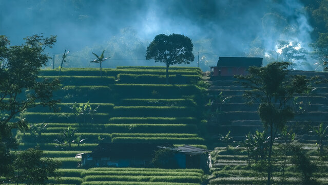 Lush green rice terraces cultivated on a hillside, with traditional huts nestled among the vibrant crops during a serene morning mist