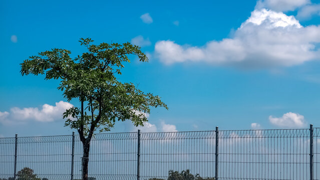 A solitary green tree grows behind a metal wire fence under a vibrant blue sky with soft white clouds on a sunny day