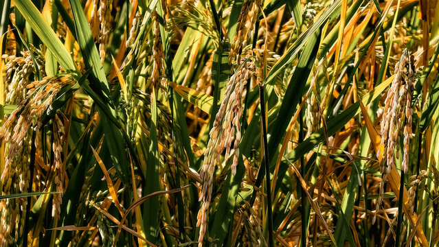 Close-up view of a golden rice field, showcasing the beauty of ripe grains ready for harvest under the warm sunlight, evoking a sense of abundance and agricultural prosperity