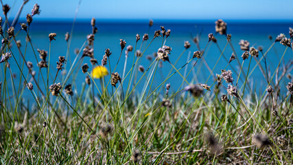 Yellow dandelion (Taraxacum officinale) flowers. dandelion field background on a spring sunny day. bright, gorgeous blooming dandelions, © ANDA