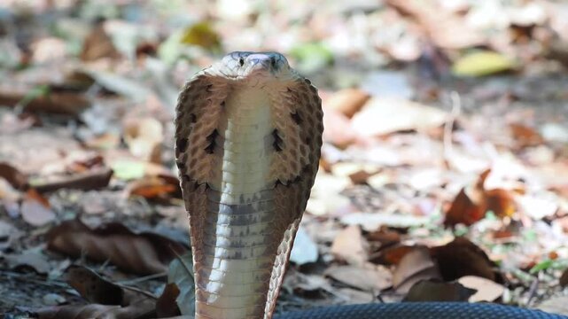 Cobra deadly serpent living on a dry leaf in the forestin nature