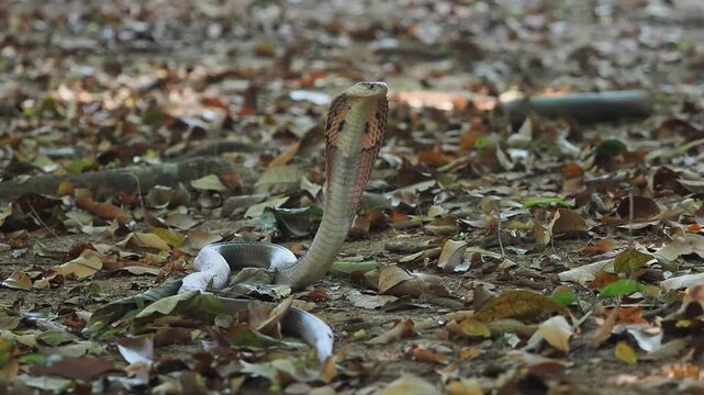 Cobra deadly serpent living on a dry leaf in the forestin nature